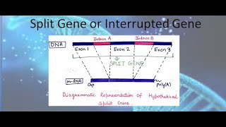 Split Gene | Interrupted Gene | For B.Sc. and M.Sc. | All ABOUT BIOLOGY