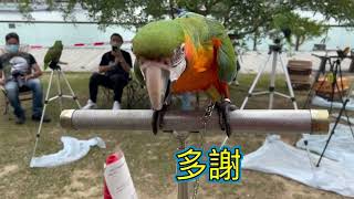 東九龍鸚鵡之友 24/4/2022 ParrotParty@觀塘海濱(班色金剛Holiday\u0026CC及雀街好友）