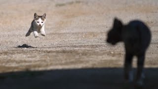 Mother cat exhausted by disobedient kittens