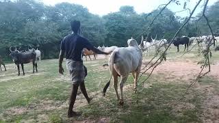 ஏரியூர் முனி கோயில் காளையின் பாசம் ❤முனி உடன் மணி ❤❤