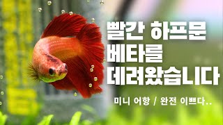 빨간 하프문 베타 암컷 입양기 / 미니어항 / 베타키우기