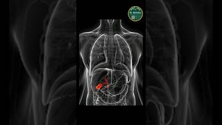 Gallbladder Cancer Symptoms You Have Been Ignoring | #gallbladdercancer