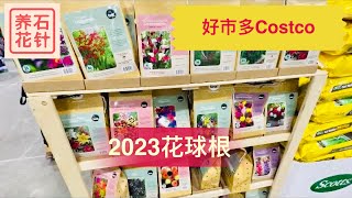 好市多Costco - 2023球根新鲜上架 - 和新手分享几个小经验