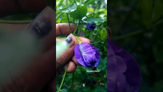 ଆମ ଅଗଣାରେ ଅପରାଜୀତା 💐🥀 ଫୁଲ ଫୁଟିଛି #aparajita #flowers #nature #garden  #butterfly pea flower