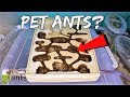 Why Are MILLIONS of People Keeping ANTS as PETS?