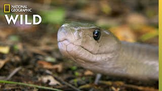 Catching the Deadly Black Mamba | These Snakes Can Kill You