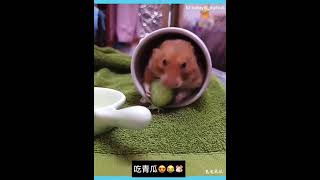 [成碟青瓜過大海］鼠鼠吃青瓜🐹😍