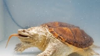 Large Snapping Turtle Eats Loach | Live Feeding