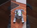 ノリノリで恋ダンスを踊るaiboざらめ疲れちゃったワン🐶 aibo ロボット 恋ダンス