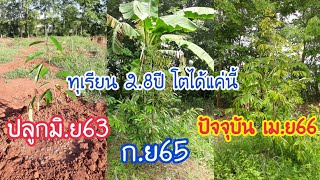 ปลูกทุเรียนขอนแก่นอายุ2.8ปีโตได้เท่านี้อยู่ในเกณฑ์ที่ดีหรือยัง