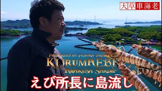 車海老 踊り食い 島の車海老 お取り寄せ 天草でエビを育てる養殖場 所長物語 熊本県 ブランド 島の車エビ くるまえび生産者 食べ方 刺身 塩焼き