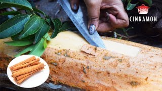 കറുവാപ്പട്ട എടുക്കുന്നത് ഒന്ന് കണ്ടു നോക്കാം | Harvesting Cinnamon | Real Cinnamon