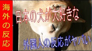 【海外の反応】外国人「日本の犬はやっぱりかわいい」と絶賛！その理由は！？