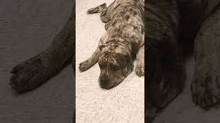 MERLE MASTIFF🔥🔥#dog #trending #viral #youtubeshorts #ytshorts #shortvideo #youtube #dogs #shorts