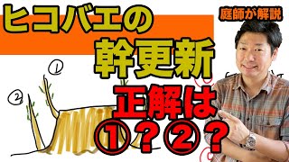 ヒコバエの幹更新の基本的な考え方の話【庭師が解説】