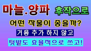 [텃밭농부. 1,385]  마늘과 양파를 수확 후, 후작으로 어떤 작물을 심을까? #마늘재배 #양파재배