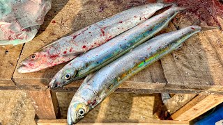 Very Rare Dorab Wolf Herring Fish Cutting | Rainbow Color Wolf Herring Fish Cutting