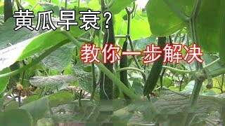 种植的黄瓜，为什么会出现早衰？如何防治和补救，你是否了解？【付老师种植技术团队】