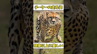 【ショート反応集】チーターの走り方が美しすぎるwwwww #shorts #2ch