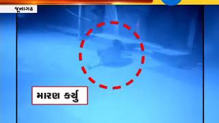 Junagadh: Lion Hunting at Jalandhar village here is the CCTV | Zee24Kalak