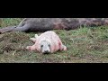 Newborn baby grey seal pup calling - only minutes old