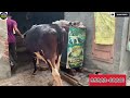 one cow for sale ਵੈੜ ਵਿਕਾਊ