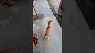 ലെ ചാർളി🐶അഴിച്ചുവിടെടാ തെണ്ടി എന്നെ😅😭