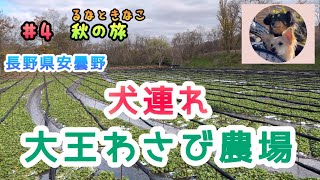 犬連れ旅行「長野県安曇野市大王わさび農場」/チワックスるなときなこ