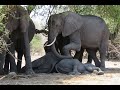 Chobe Safari - Botswana