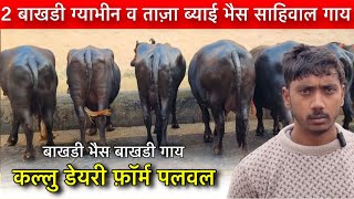 2 बाखडी गयाभिन व ताजा ब्याई भैंस साहिवाल गया बाखडी Kallu Dairy Farm Palwal।