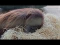 orang utan family 🦧 tierparkhellabrunnmünchen 11 2024 sumatraorangutan orangutan