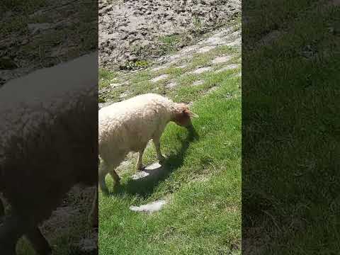 🐑 Sheep - YouTube