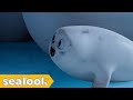 How I Met My Polar BearㅣSEALOOKㅣEP.24