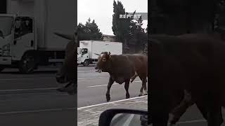 🐂  Bakıda buğa avtomobillərlə \