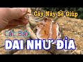 CÂY 1 người khoẻ 2 Người Vui, 100% Thầy Lang Dùng Cây Này| CTVC