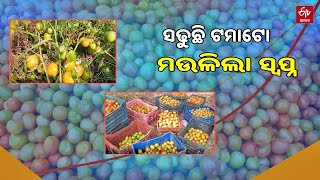 ଟମାଟୋ କେଜି 4 ଟଙ୍କା: ଏକର ଏକରେ ଜମିରେ ସଢୁଛି ପରିବା, ହତାଶ ଚାଷୀ || Odisha Farmer || Tomato || ETV Bharat