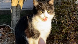 【伏見稲荷】気づいたら、甘えた声で鳴く猫ハチコ　A cat that screams with a sweet voice when you notice it