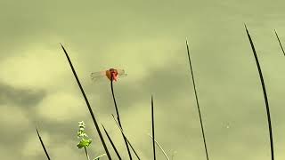 Libélula escarlata (Crocothemis erythraea)