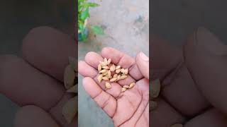 Grow Lemon From Seeds ।।बीजों से उगाये नींबु का पौधा ।। 25 day's update #shorts @gardentourchannel