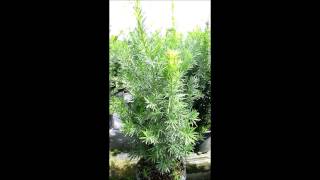 Buy Podocarpus in Royal Palm Beach - (786).255.2832 - We Deliver