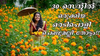 ഓണത്തിന് ഒരുങ്ങി ചെണ്ടുമല്ലി തോട്ടം | Marygold garden malayalam