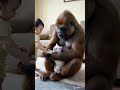 gorillas and babies play with kittens. cute gorilla animals baby cat kitten shorts funny