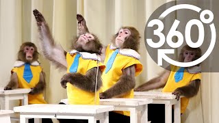 【いきもの目線】日光さる軍団と授業体験  ／  360lives　monkeys school