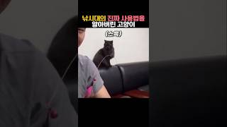 낚시대의 진짜 사용법을 알아버린 고양이 #동물 #고양이 #낚시