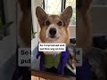 corgi tries to be the joker for halloween but ends up looking like professor snape shorts corgi