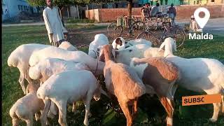 7797624058 turki dumba  kaliachak turki dumba farm Animal malda turki dumba farm turki dumba sheep