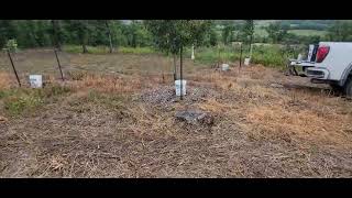 Watering trees with the 5 gallon bucket method