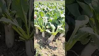 তুমুল আলোড়ন সৃষ্টিকারী মূলার জাত#viralvideo #agriculture