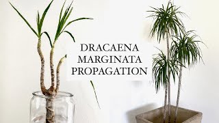 HOW I propagate & shape my Dracaena Marginata