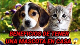 Benefecio De Tener Una Mascota En Casa ¿Un Perro O Gato? curiosidades tv